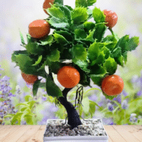 Orange Bonasai Tree